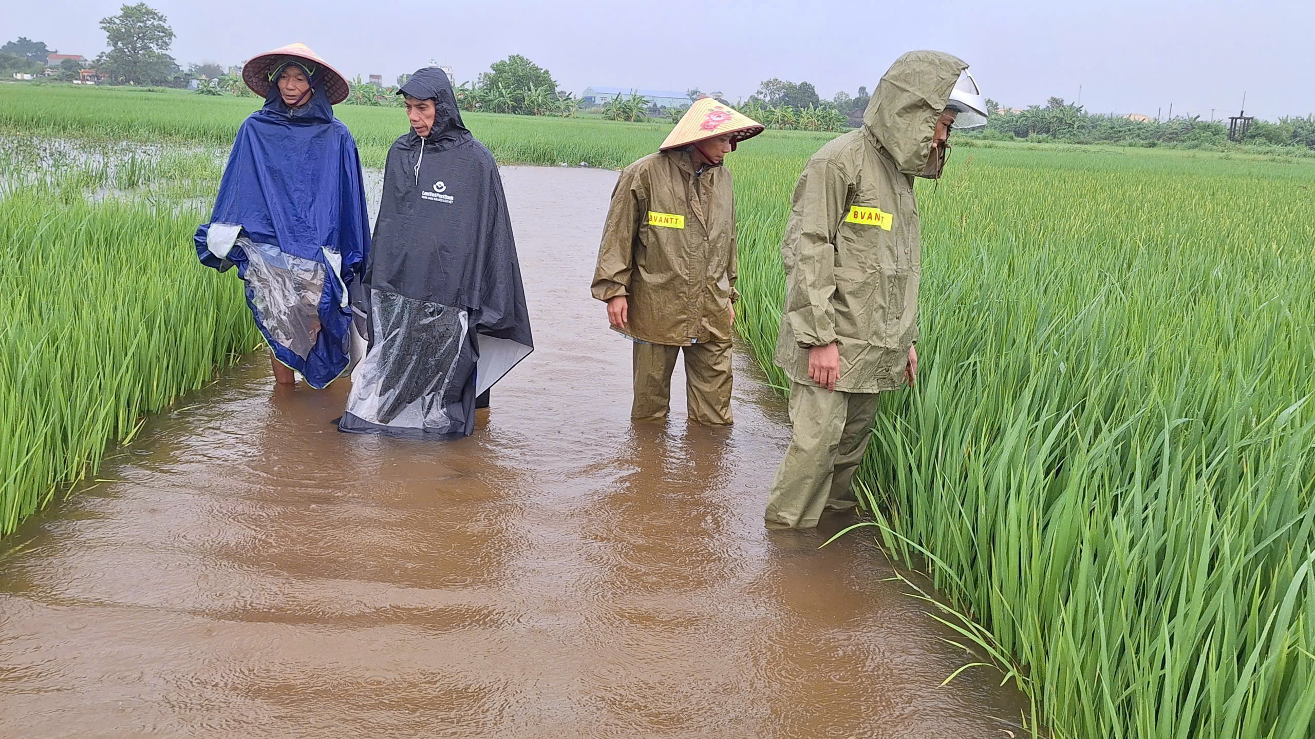 Lãnh đạo xã Tiên La trực tiếp kiểm tra, kịp thời chỉ đạo tiêu úng trước mưa lớn trong những ngày qua.