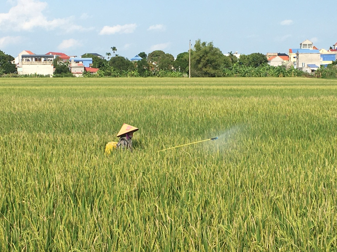 Nông dân trong xã tập trung phun thuốc phòng trừ sâu bệnh bảo vệ  lúa mùa